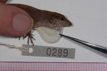 Media type: image;   Herpetology R-186222